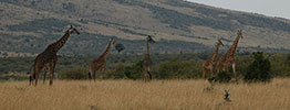 Safari i Afrika med børn